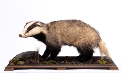 Lot 1235 - Taxidermy: A European Badger & Red Fox, a full...