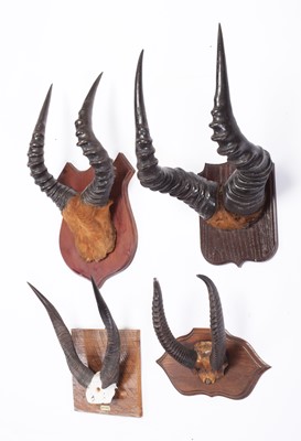 Lot 280 - Antlers/Horns: A Group of African Game Trophy...