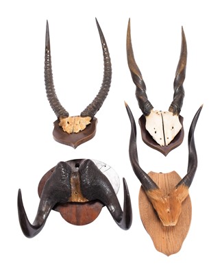 Lot 283 - Antlers/Horns: A Group of African Game Trophy...