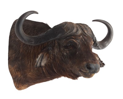 Lot 1127 - Taxidermy: Cape Buffalo (Syncerus caffer),...