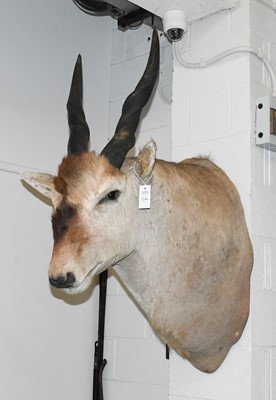 Lot 1244 - Taxidermy: Cape Eland (Taurotragus oryx oryx),...