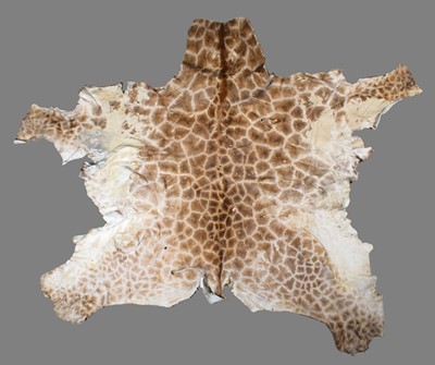 Lot 1239 - Hides/Skins: A Southern Giraffe Hide (Giraffa...