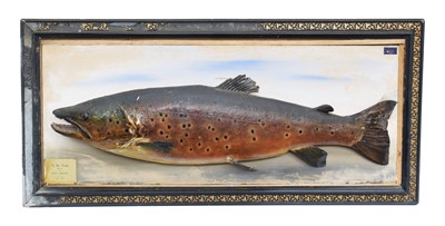 Lot 1136 - Taxidermy: A Scottish Brown Trout (Salmo...