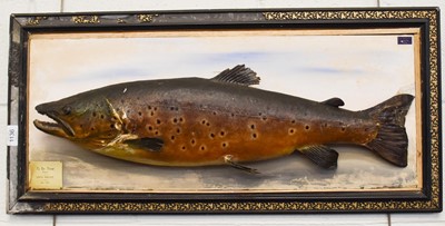 Lot 1136 - Taxidermy: A Scottish Brown Trout (Salmo...