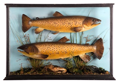 Lot Taxidermy: A Pair of Cased Scottish Brown...