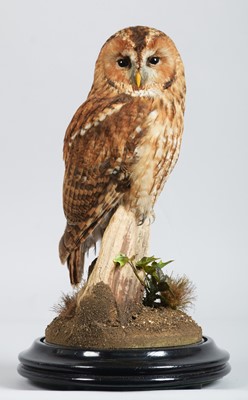 Lot Taxidermy: Tawny Owl (Strix aluco), modern, by...