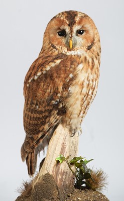 Lot Taxidermy: Tawny Owl (Strix aluco), modern, by...