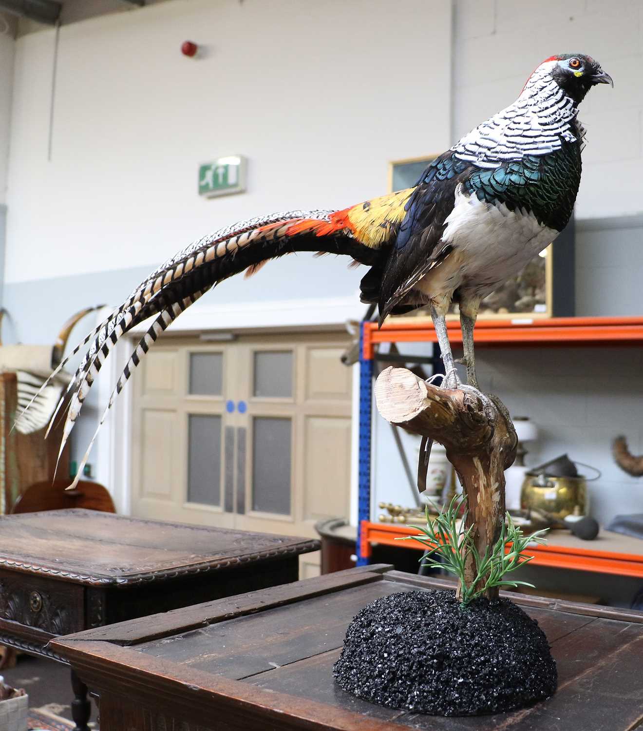 Lot 1236 - Taxidermy: Lady Amherst Pheasant (Chrysolophus...