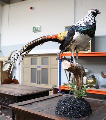 Lot 1236 - Taxidermy: Lady Amherst Pheasant (Chrysolophus...