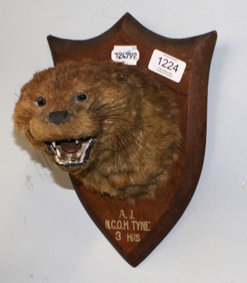 Lot 1224 - Taxidermy: European Otter (Lutra lutra), early...