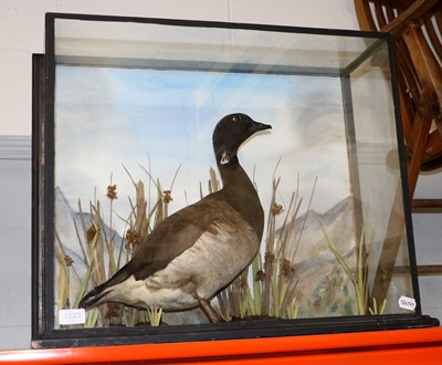 Lot 1223 - Taxidermy: A Cased Brent Goose (Branta...