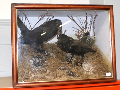 Lot 1225A - Taxidermy: A Cased Pair of Carrion Crows...