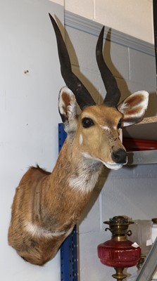 Lot 1229 - Taxidermy: Cape Bushbuck (Tragelaphus...