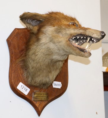 Lot 1218 - Taxidermy: Red Fox Mask (Vulpes vulpes), dated...