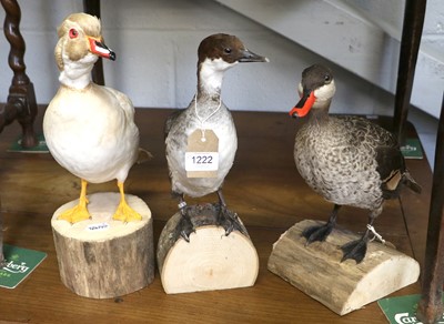 Lot 1222 - Taxidermy: A Group of Wading Birds, modern, to...