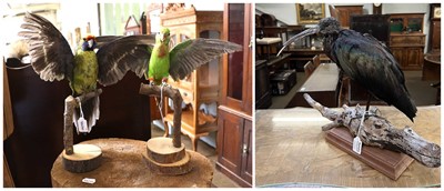 Lot 1232 - Taxidermy: Glossy Ibis, Green Rosella and...