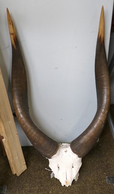 Lot 369 - Antlers/Horns: Western Bongo Horns...