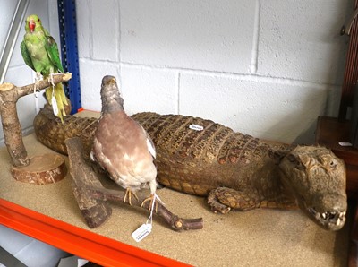 Lot 1234 - Taxidermy: Nile Crocodile, Wood Pigeon and...