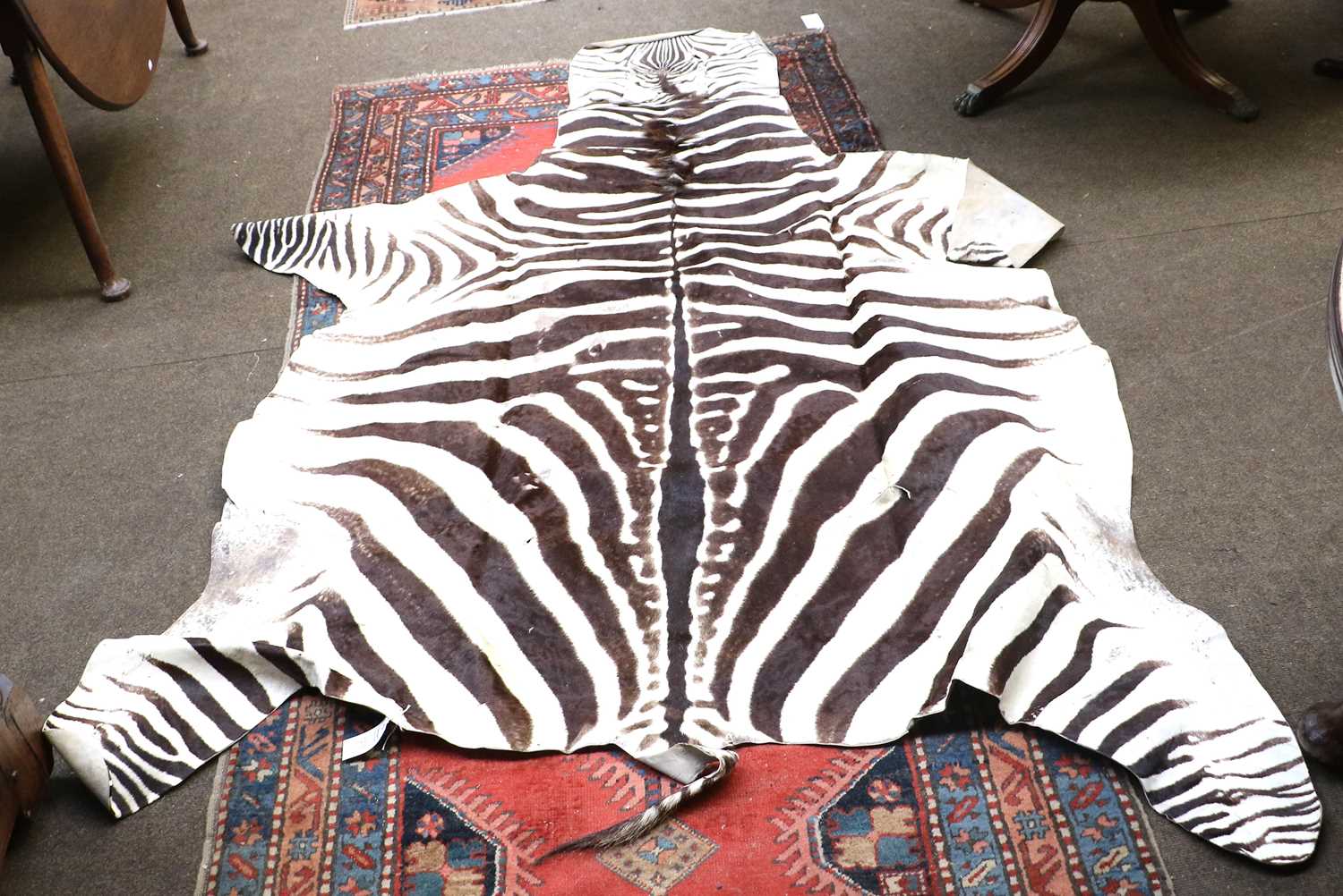 Lot 1231 - Skins/Hides: Burchell's Zebra Skin (Equus...
