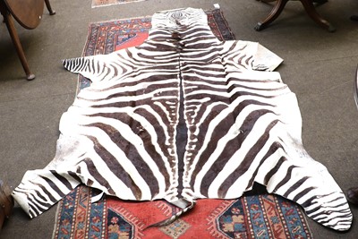 Lot 366 - Skins/Hides: Burchell's Zebra Skin (Equus...