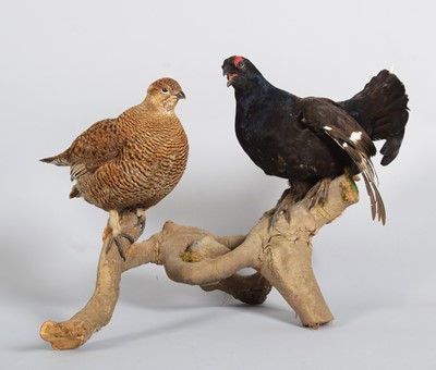 Lot 1225 - Taxidermy: A Pair of Black Grouse (Lyrurus...