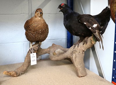 Lot 1225 - Taxidermy: A Pair of Black Grouse (Lyrurus...