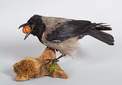 Lot 1221 - Taxidermy: Hooded Crow (Corvus cornix), modern,...