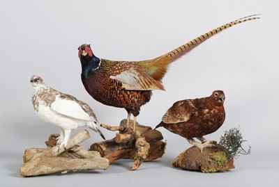 Lot 1246 - Taxidermy: A Ring-necked Pheasant, Red Grouse...