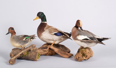 Lot 1219 - Taxidermy: A Group of Wading Birds, modern, by...