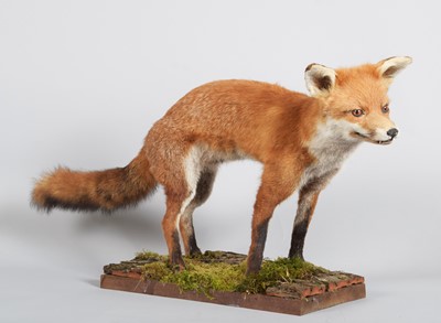 Lot 1226 - Taxidermy: European Red Fox (Vulpes vulpes),...