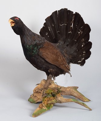 Lot 1233 - Taxidermy: Scottish Capercaillie (Tetrao...