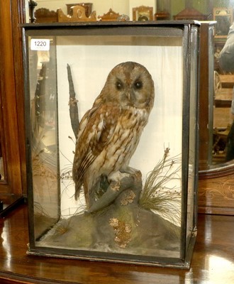 Lot 1220 - Taxidermy: A Late Victorian Cased Tawny Owl...