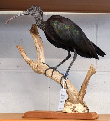 Lot 1162 - Taxidermy: Glossy Ibis (Plegadis falcinellus),...