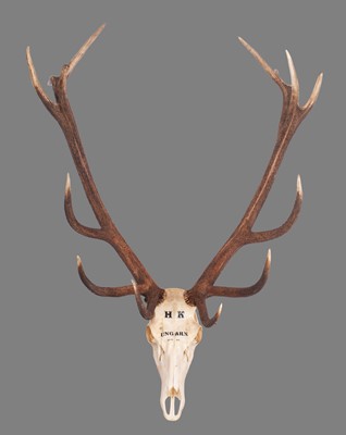 Lot 1245A - Antlers/Horns: Hungarian Red Deer Antlers...