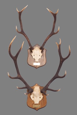 Lot 1247 - Antlers/Horns: Two Sets of Scottish Deer...