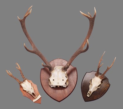 Lot 1245 - Antlers/Horns: A Set of Red Deer & Roebuck...