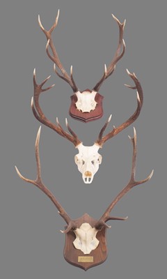 Lot 1152 - Antlers/Horns: Three Sets of Scottish Deer...