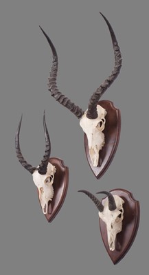 Lot 1238 - Antlers/Horns: A Group of African Game...