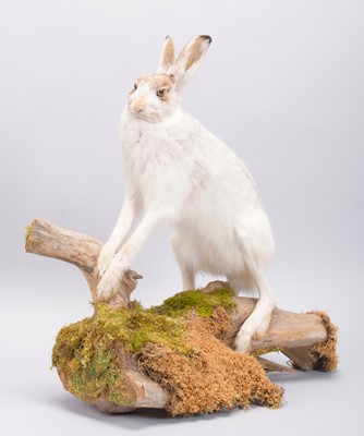 Lot Taxidermy: Scottish Mountain Hare ( Lepus...