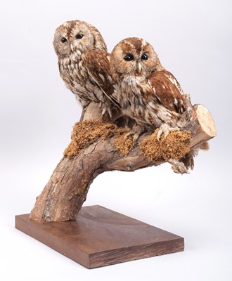 Lot Taxidermy: A Pair of Tawny Owls (Strix aluco),...