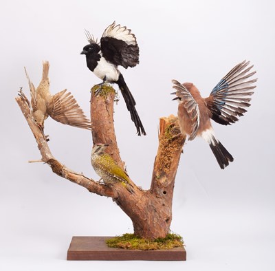 Lot 1305 - Taxidermy: A Collection of British Woodland...