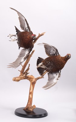 Lot 113 - Taxidermy: A Pair of Flying Red Grouse...