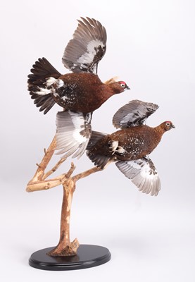 Lot 113 - Taxidermy: A Pair of Flying Red Grouse...