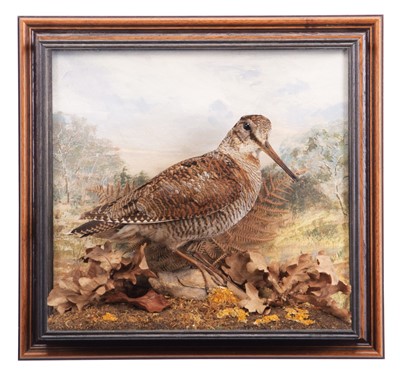 Lot 289 - Taxidermy: A Wall Cased Woodcock (Scolopax...