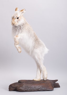 Lot 285 - Taxidermy: Scottish Mountain Hare (Lepus...