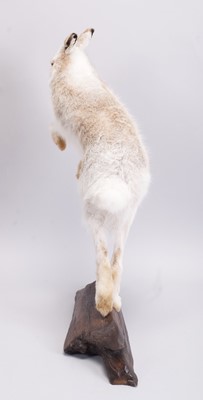 Lot 285 - Taxidermy: Scottish Mountain Hare (Lepus...