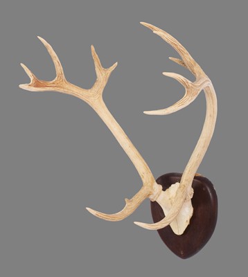 Lot 271 - Antlers/Horns: Swamp Deer or Barasingha...