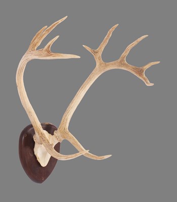 Lot 271 - Antlers/Horns: Swamp Deer or Barasingha...