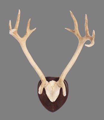 Lot 271 - Antlers/Horns: Swamp Deer or Barasingha...