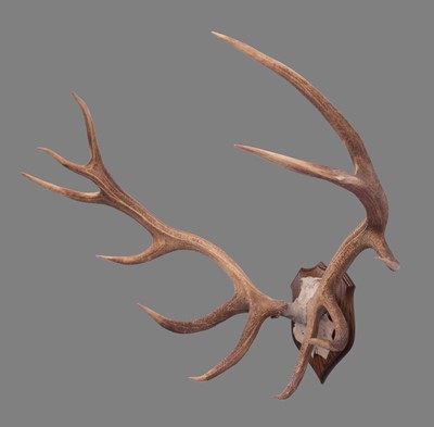 Lot 290 - Antlers/Horns: A Rare Set of Tibetan or Shou...
